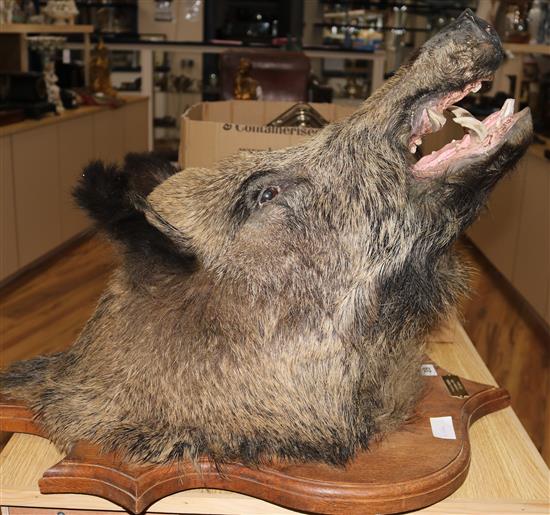 A stuffed boars head